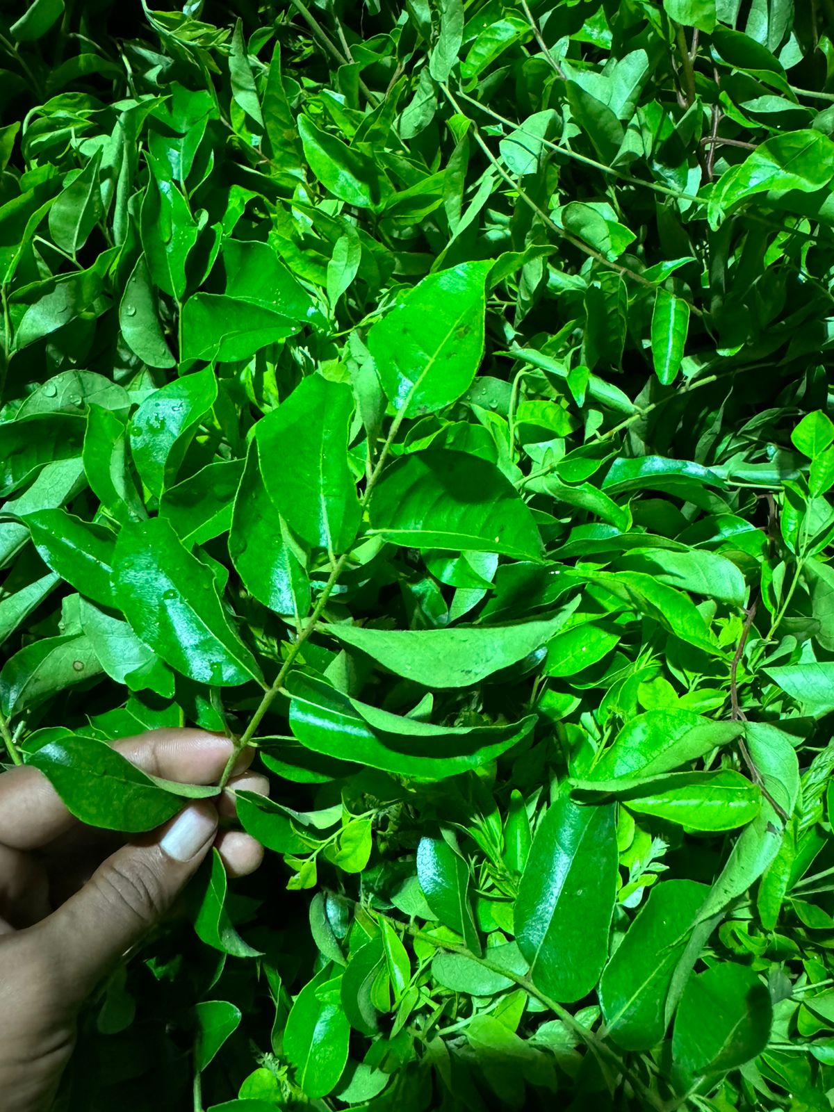 Curry leaves 4